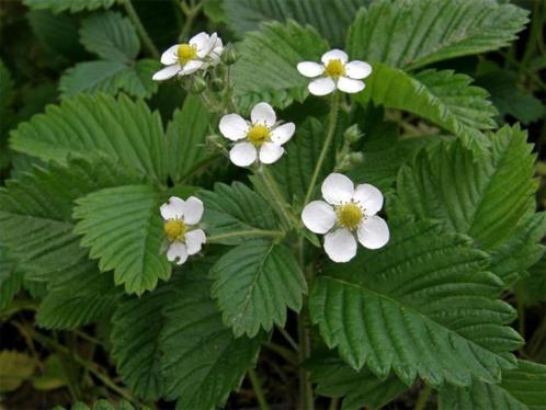 Fragaria moschata (grote bosaardbei) wit vaste plant, Tuin en Terras, Planten | Tuinplanten, Vaste plant, Bodembedekkers, Volledige schaduw