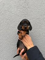 Teckel, Dwerg teckel, Miniatuurteckel, Parvo, Fokker | Hobbymatig, Reu, 8 tot 15 weken