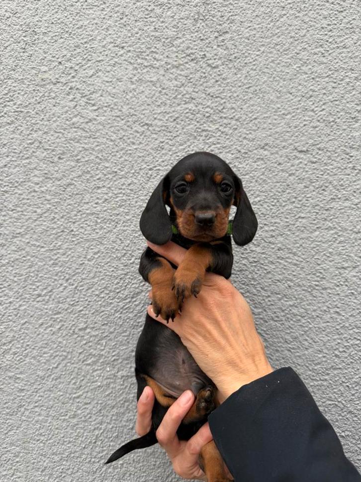 Teckel, Dwerg teckel, Miniatuurteckel, Dieren en Toebehoren, Honden | Teckels en Dashonden, Reu, Korthaar, Dwerg, Fokker | Hobbymatig