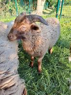 Ouessant rammen en ooitje, Dieren en Toebehoren, Mannelijk, Schaap