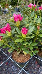 Rhododendron €12,50, Tuin en Terras, Planten | Tuinplanten, Ophalen of Verzenden