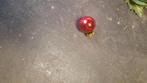 kerstballetje rood, Ophalen of Verzenden, Zo goed als nieuw