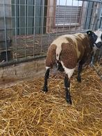 Bonte ram, Dieren en Toebehoren, Mannelijk, Schaap