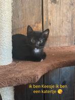 Lieve sociale kittens gewend aan kinderen en honden, Dieren en Toebehoren, Katten en Kittens | Overige Katten, Meerdere dieren