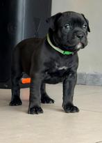 American bully xl pups met abkc stamboom, Dieren en Toebehoren, Honden | Dekreuen, HCC (leverziekte), 8 tot 15 weken, Meerdere
