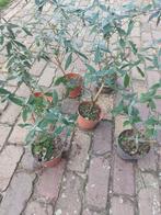 Vlinderstruik Buddleja in pot paarse bloemen biologisch, Tuin en Terras, Planten | Tuinplanten, Overige soorten, Volle zon, Vaste plant