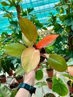 Philodendron Prince of Orange P12, Ophalen of Verzenden, Overige soorten, Minder dan 100 cm