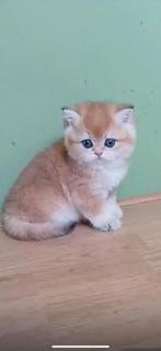 Britse korthaar kitten, Dieren en Toebehoren, Poes