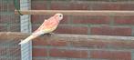 bourks bourkes, Dieren en Toebehoren, Vogels | Parkieten en Papegaaien, Mannelijk, Parkiet