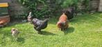 Kippen, Dieren en Toebehoren, Pluimvee, Mannelijk, Kip