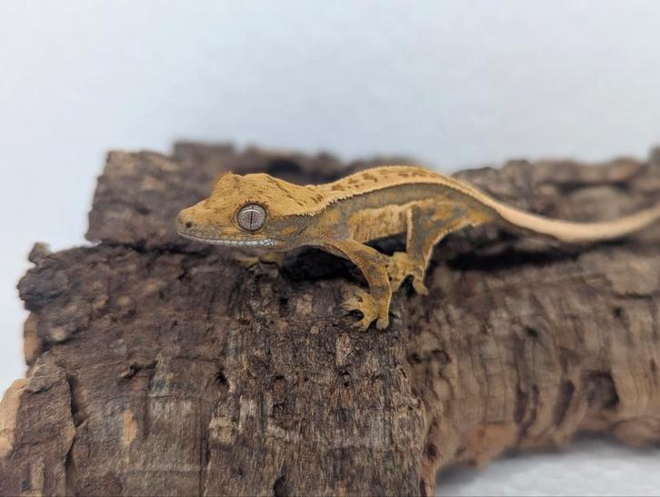 0.0.1 Quadstripe Het EB wimpergekko