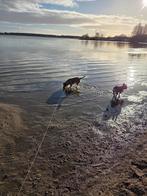 Hond uitlaten, Ophalen of Verzenden