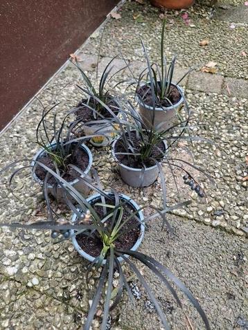 Zwart gras , Ophiopogon Planiscapus 'Niger' beschikbaar voor biedingen