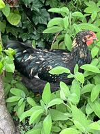 Mooie haan! Mix van Wyandotte en Sussex!, Dieren en Toebehoren, Pluimvee