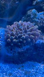 Aquarium levende haven- 8x bubble tip anemoon - 5xanemoonvis, Dieren en Toebehoren, Overige typen, Zoutwatervis, Schoolvis