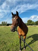 Lieve pony te koop, Dieren en Toebehoren, Pony's, Merrie, 11 jaar of ouder, Recreatiepony, D pony (1.37m tot 1.48m)