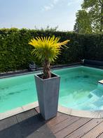 2 winterharde palmen incl.potten., Ophalen of Verzenden, Volle zon, Palmboom, 100 tot 250 cm