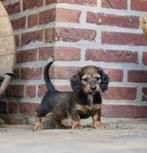 Langharige Dwergteckel pups | Dwerg Teckel, Dieren en Toebehoren, Honden | Teckels en Dashonden, Nederland, CDV (hondenziekte)