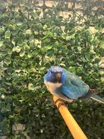 Splendit parkiet koppel 25, Meerdere dieren, Parkiet, Geringd