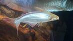 albino pangasius, 35 cm, Dieren en Toebehoren, Vis