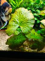 Tijger lotus, Ophalen, Plant(en), Steen of Hout