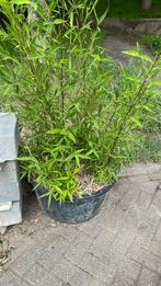 Bamboe in speciekuip, Tuin en Terras, Planten | Tuinplanten, Ophalen, Bloeit niet, Vaste plant, Overige soorten