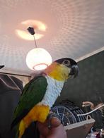 Supertamme Zwartkop Caique, Dieren en Toebehoren, Vogels | Parkieten en Papegaaien, Vrouwelijk, Parkiet