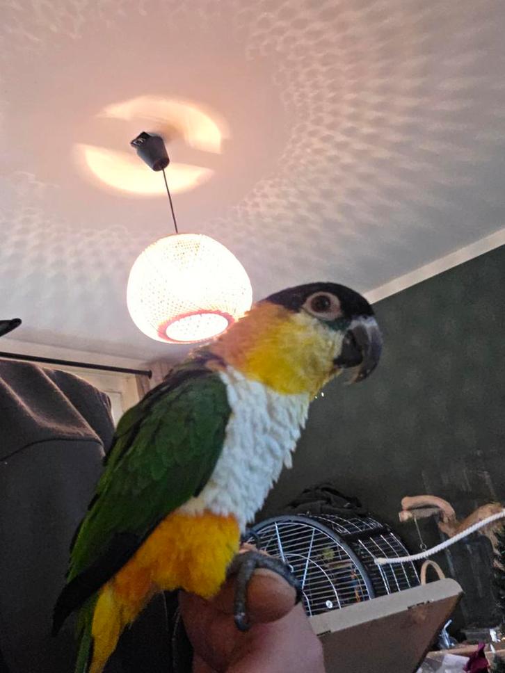 Supertamme Zwartkop Caique, Dieren en Toebehoren, Vogels | Parkieten en Papegaaien, Parkiet, Vrouwelijk