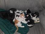 4 lieve kittens, Dieren en Toebehoren, Katten en Kittens | Overige Katten, Meerdere dieren