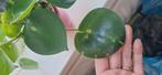 Peperomia raindrop variegata, Huis en Inrichting, Kamerplanten, Ophalen of Verzenden, Halfschaduw, Minder dan 100 cm