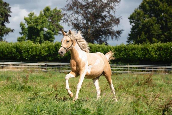 Brave 2,5 jarige palominobonte D-pony, Dieren en Toebehoren, Pony's, Ruin, Onbeleerd, D pony (1.37m tot 1.48m), Dressuurpony, 0 tot 2 jaar