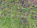Pennisetum Hameln lampepoetser gras, Ophalen, Vaste plant, Siergrassen, Halfschaduw