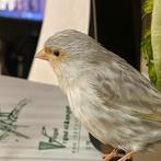 Kanarie mozaïek poppetje uit 2025, Mannelijk, Kleurkanarie