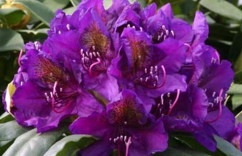 Rhododendron en Azalea, Tuin en Terras, Planten | Tuinplanten, Ophalen