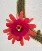 Hildewintera Hauggs Amethyst, Cactus, Kamerplant, Stek, Ophalen of Verzenden, Cactus, Minder dan 100 cm