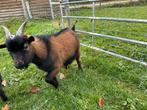 Dekbok dwerggeit, Dieren en Toebehoren, Schapen, Geiten en Varkens, Mannelijk, Geit, 0 tot 2 jaar