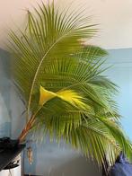 cocospalm cocos nucifera golden malay, Huis en Inrichting, Kamerplanten, Ophalen, 200 cm of meer, Palm, In pot