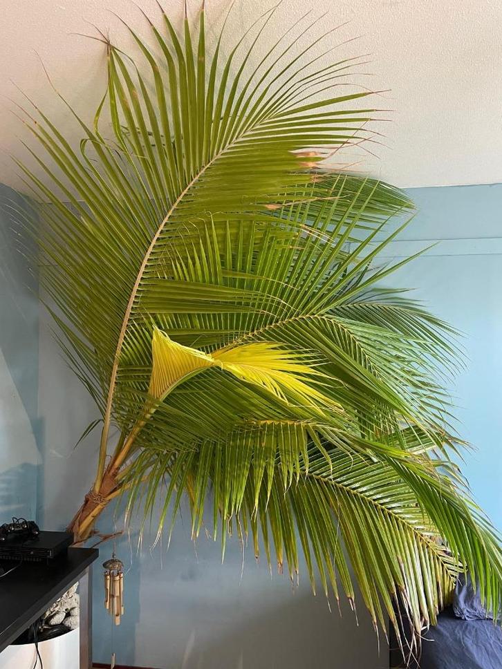 cocospalm cocos nucifera golden malay, Huis en Inrichting, Kamerplanten, Palm, 200 cm of meer, Groene kamerplant, Volle zon, In pot