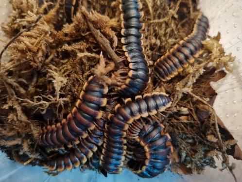 Coromus diaphorus miljoenpoot, Dieren en Toebehoren, Insecten en Spinnen