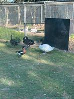 Roodhals gans man teelbaar, Dieren en Toebehoren, Pluimvee, Mannelijk, Gans of Zwaan