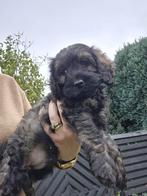 Huiskamer nest Cockapoo pups 1 reutje beschikbaar, Dieren en Toebehoren, Poedel, Rabiës (hondsdolheid), Reu, 8 tot 15 weken