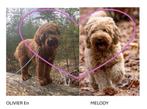australian labradoodle puppies, Dieren en Toebehoren, Honden | Retrievers, Spaniëls en Waterhonden, Overige rassen, CDV (hondenziekte)