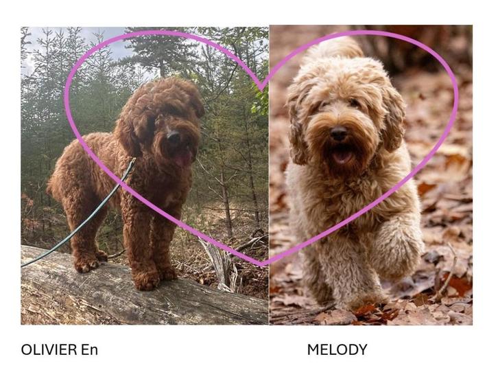 australian labradoodle puppies, Dieren en Toebehoren, Honden | Retrievers, Spaniëls en Waterhonden, Meerdere dieren, Overige rassen