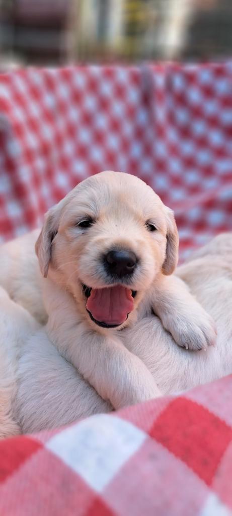 Golden cocker pups goldenretriever x Engelse cockerspaniel, Dieren en Toebehoren, Honden | Retrievers, Spaniëls en Waterhonden