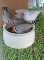 Mooie jonge zebravinken (2025), Dieren en Toebehoren, Vogels | Overige Vogels, Meerdere dieren, Tropenvogel