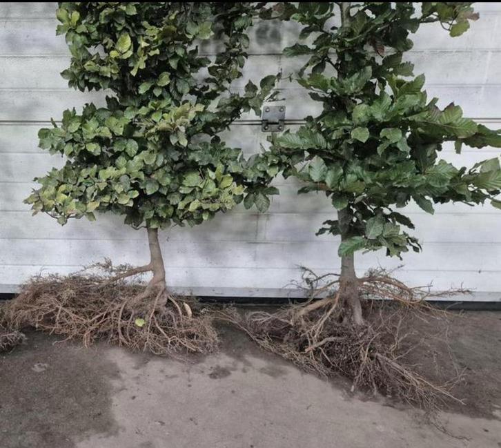 Mooie volle hagen, Tuin en Terras, Planten | Bomen, Overige soorten, 100 tot 250 cm, Halfschaduw, Bloeit niet, Ophalen
