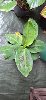 Musa Tropicana - Tropische Bananenplant, Volle zon, Vaste plant, Ophalen of Verzenden, Bloeit niet