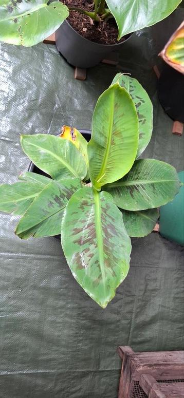 Musa Tropicana - Tropische Bananenplant beschikbaar voor biedingen