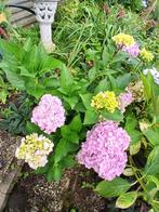Volwassen hortensia met grote van kleur veranderende bloemen, Vaste plant, Halfschaduw, Zomer, Ophalen