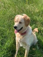 Herplaatsing Golden Retriever/Reu, Dieren en Toebehoren, Ophalen, Zo goed als nieuw